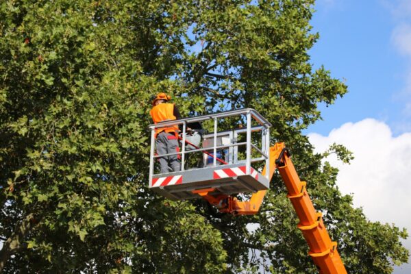tree removal commercial cape coral