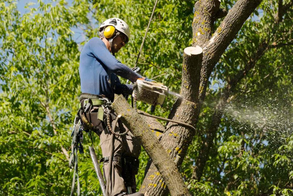 residential-tree-removal-cape-coral