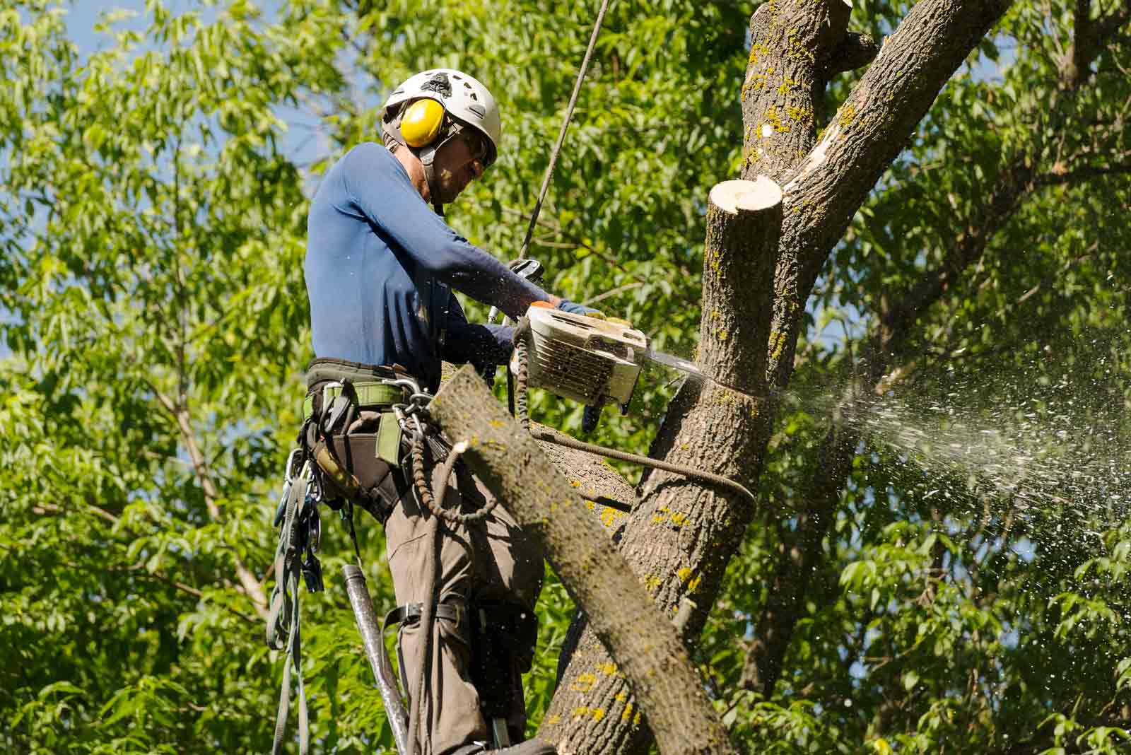 residential tree removal cape coral