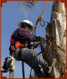 tree trimming cape coral
