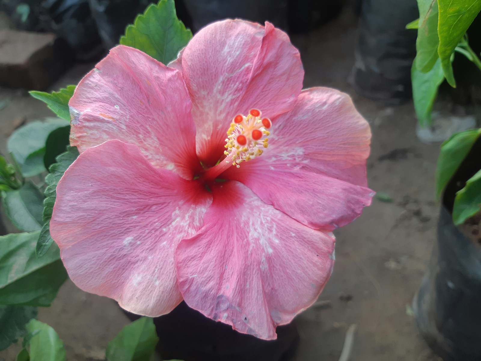 hibiscus flowers in cape coral fl