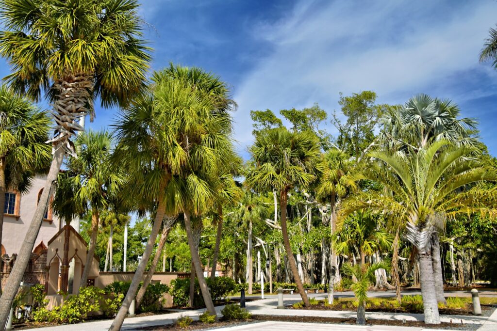 palm trees for cape coral landscapes